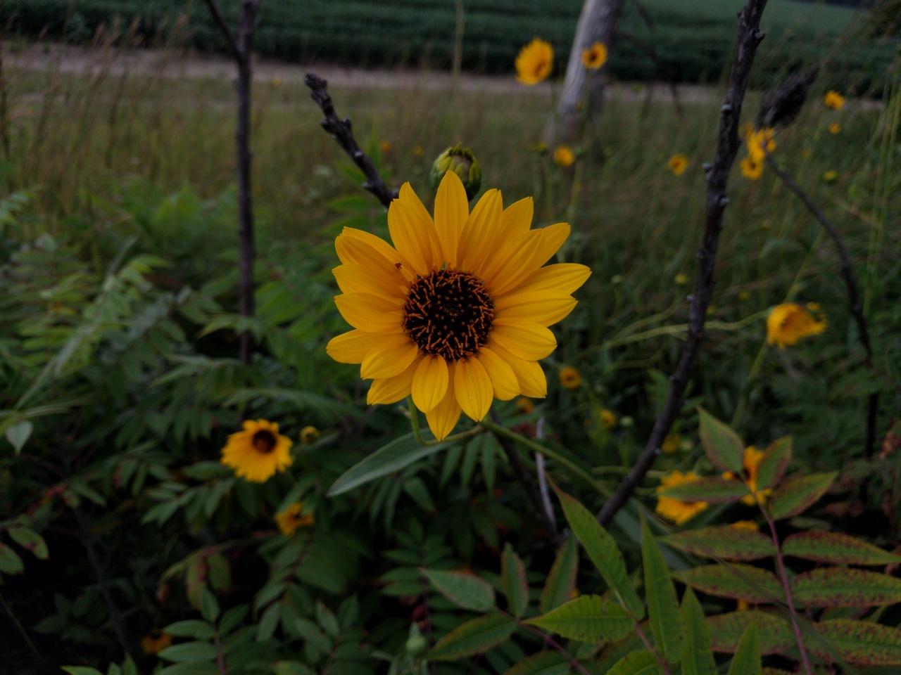 PST-Maximilian-Sunflower